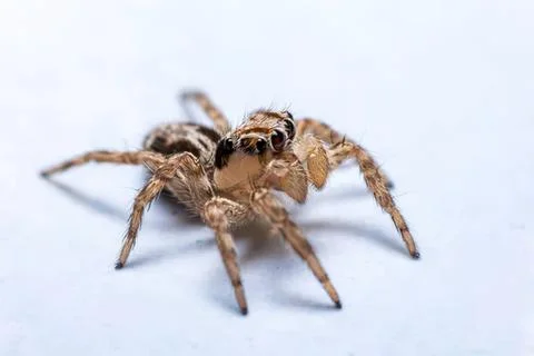 Close-up of a small jumping spider on white background Stock Photos