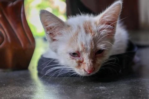 Close-up of a Small Kitten Indoors 스톡 사진