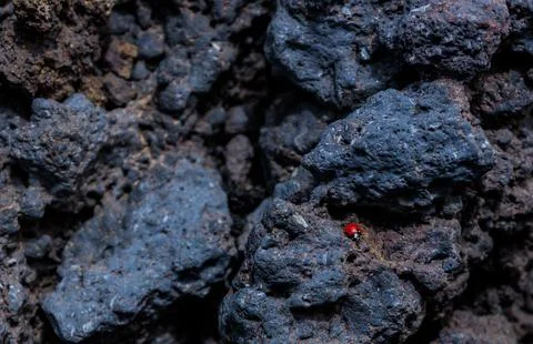 Close-up of A small ladybug on the volcanic stone. Mount Etna, Sicily Foto stock