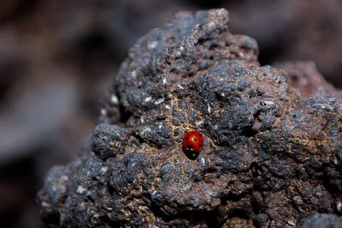 Close-up of A small ladybug on the volcanic stone. Mount Etna, Sicily Stock Photos
