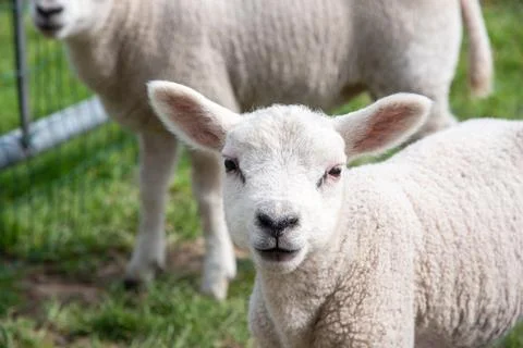Close up A small lamb in a pasture of sheep looking curious at the camera Stock Photos