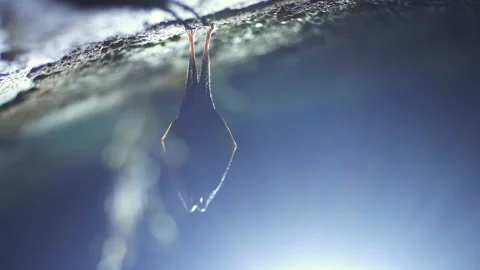 Close up small lesser horseshoe bat covered by wings hanging down hibernating Stock Footage 149959271