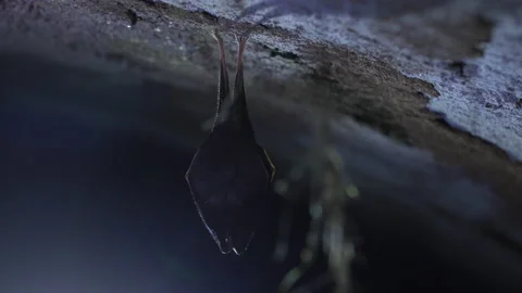 Close up small lesser horseshoe bat covered by wings hanging down hibernating Stock Footage 149965214