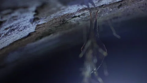 Close up small lesser horseshoe bat covered by wings hanging down hibernating Stock Footage 149969046