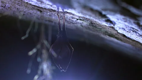 Close up small lesser horseshoe bat covered by wings hanging down hibernating Stock Footage 149972625