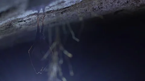 Close up small lesser horseshoe bat covered by wings hanging down hibernating Stock Footage 149976113