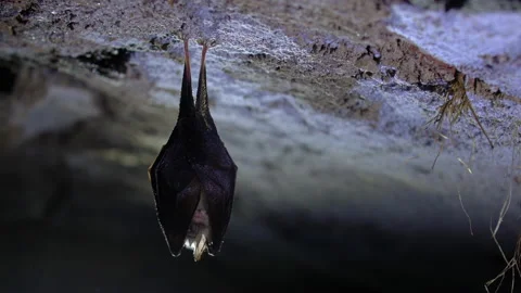 Close up small lesser horseshoe bat covered by wings hanging down hibernating Stock Footage 149981489