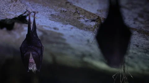 Close up small lesser horseshoe bat covered by wings hanging down hibernating Stock Footage 149982462