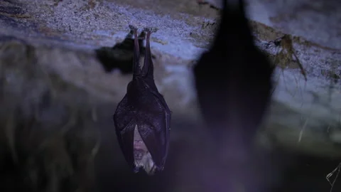 Close up small lesser horseshoe bat covered by wings hanging down hibernating Stock Footage 149995421