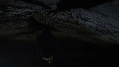 Close up small lesser horseshoe bat waking up shaking after hibernation Stock Footage 149995886