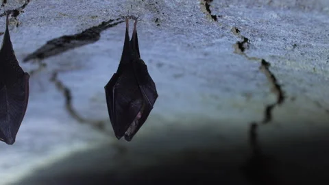 Close up small lesser horseshoe bat covered by wings hanging down hibernating Stock Footage 150052334