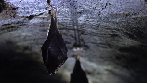 Close up small lesser horseshoe bat covered by wings hanging down hibernating Stock Footage 150065626