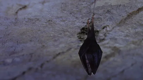 Close up small lesser horseshoe bat covered by wings hanging down hibernating Stock Footage 150119962