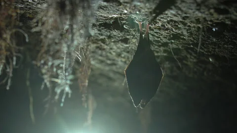 Close up small lesser horseshoe bat covered by wings hanging down hibernating Stock Footage 153481647