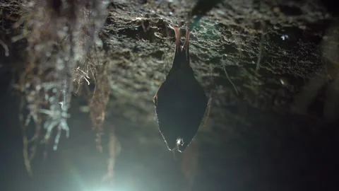 Close up small lesser horseshoe bat waking up shaking after hibernation Stock Footage 153484478