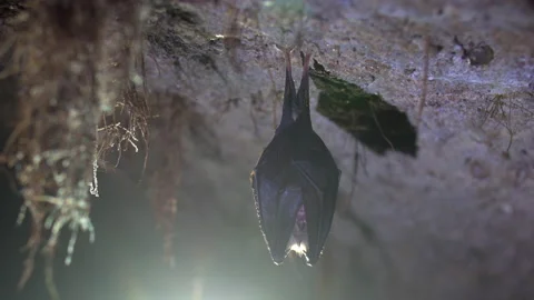 Close up small lesser horseshoe bat waking up shaking after hibernation Stock Footage 153492384