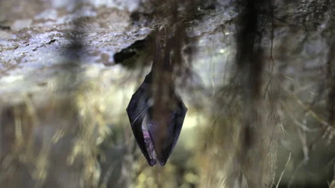 Close up small lesser horseshoe bat waking up shaking after hibernation Stock Footage 153493106