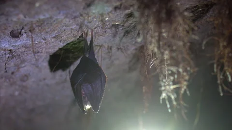 Close up small lesser horseshoe bat waking up shaking after hibernation Stock Footage 153493657