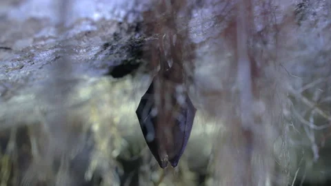 Close up small lesser horseshoe bat waking up shaking after hibernation Stock Footage 153495495