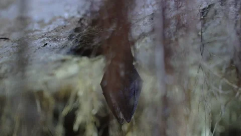 Close up small lesser horseshoe bat waking up shaking after hibernation Stock Footage 153496641