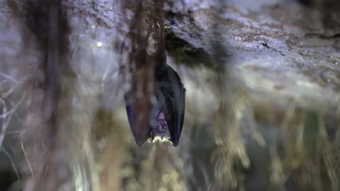 Close up small lesser horseshoe bat waking up shaking after hibernation Stock Footage 153496948