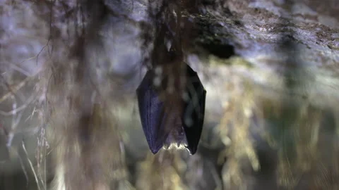 Close up small lesser horseshoe bat waking up shaking after hibernation Stock Footage 153498146