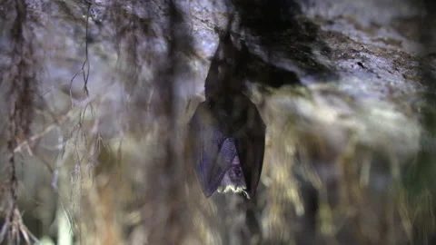 Close up small lesser horseshoe bat waking up shaking after hibernation Stock Footage 153499452