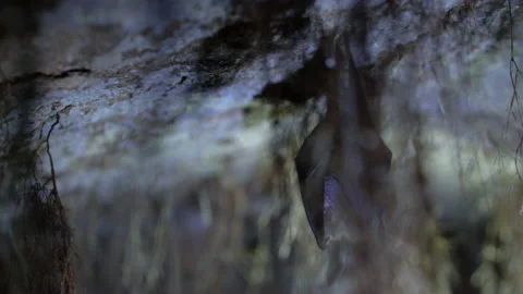 Close up small lesser horseshoe bat waking up shaking after hibernation Stock Footage 153574008