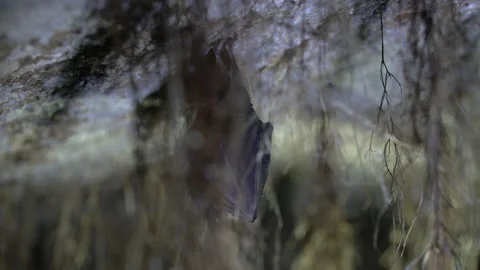 Close up small lesser horseshoe bat waking up shaking after hibernation Stock Footage 153577578