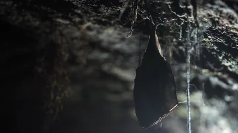 Close up small lesser horseshoe bat covered by wings hanging down hibernating Stock Footage 153580720