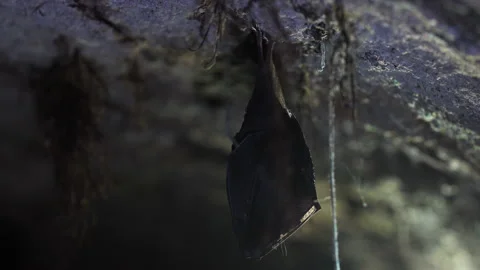 Close up small lesser horseshoe bat covered by wings hanging down hibernating Stock Footage 153582740