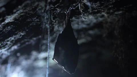 Close up small lesser horseshoe bat covered by wings hanging down hibernating Stock Footage 153584645