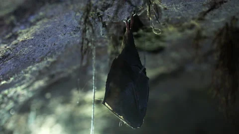 Close up small lesser horseshoe bat covered by wings hanging down hibernating Stock Footage 153603503