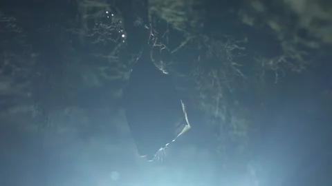 Close up small lesser horseshoe bat waking up shaking after hibernation Stock Footage 154301531