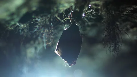 Close up small lesser horseshoe bat waking up shaking after hibernation Stock Footage 154302002