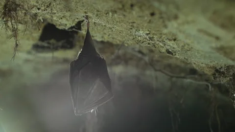 Close up small lesser horseshoe bat waking up shaking after hibernation Stock Footage 154329007
