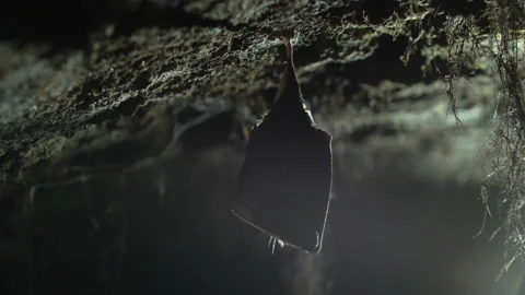 Close up small lesser horseshoe bat covered by wings hanging down hibernating Stock Footage 154330387