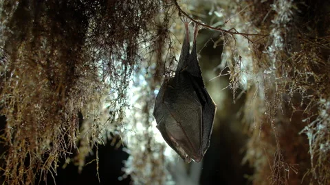 Close up small lesser horseshoe bat covered by wings hanging down hibernating Stock Footage 154483273