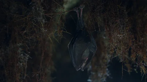 Close up small lesser horseshoe bat waking up shaking after hibernation Stock Footage 154499892