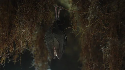 Close up small lesser horseshoe bat waking up shaking after hibernation Stock Footage 154500276
