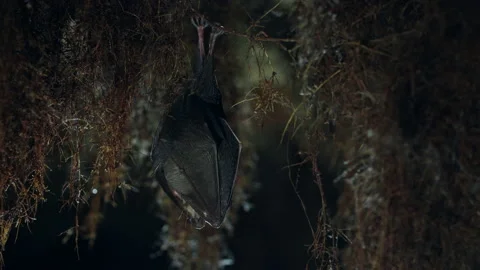 Close up small lesser horseshoe bat waking up shaking after hibernation Stock Footage 154502116