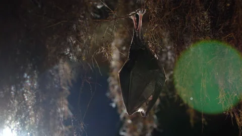 Close up small lesser horseshoe bat waking up shaking after hibernation Stock Footage 154503484