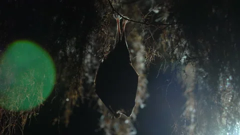 Close up small lesser horseshoe bat waking up shaking after hibernation Stock Footage 154503763