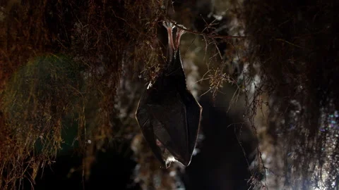 Close up small lesser horseshoe bat waking up shaking after hibernation Stock Footage 154505181