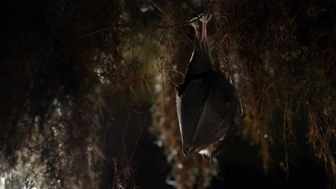 Close up small lesser horseshoe bat waking up shaking after hibernation Stock Footage 154611150