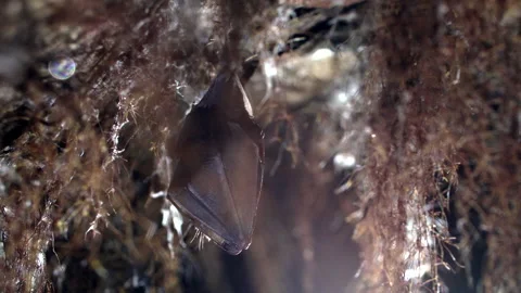 Close up small lesser horseshoe bat covered by wings hanging down hibernating Stock Footage 154612043