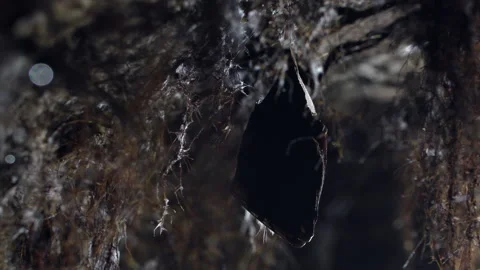Close up small lesser horseshoe bat covered by wings hanging down hibernating Stock Footage 154613103