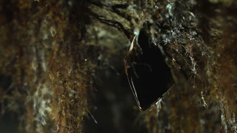 Close up small lesser horseshoe bat covered by wings hanging down hibernating Stock Footage 154613638