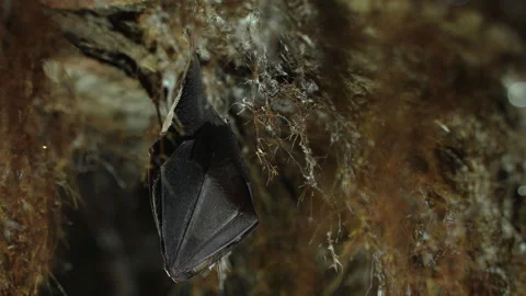 Close up small lesser horseshoe bat covered by wings hanging down hibernating Stock Footage 154615351