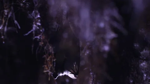 Close up small lesser horseshoe bat waking up shaking after hibernation Stock Footage 260203156